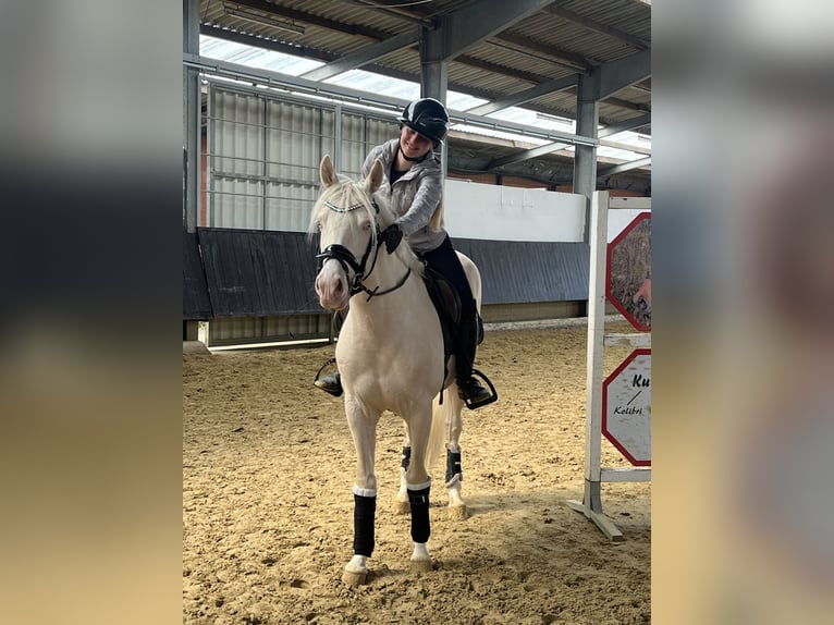German Riding Pony Gelding 4 years 14.1 hh  in Hemer