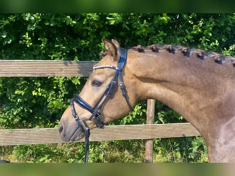 German Riding Pony Gelding 4 years 14,1 hh Dun in Hude (Oldenburg)Hude