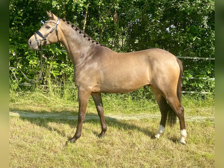 German Riding Pony Gelding 4 years 14,1 hh Dun in Hude (Oldenburg)Hude