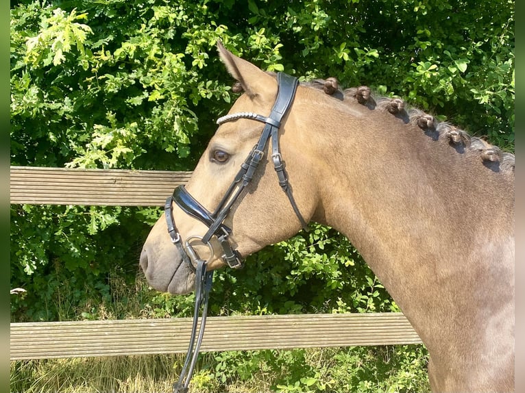 German Riding Pony Gelding 4 years 14,1 hh Dun in Hude (Oldenburg)Hude