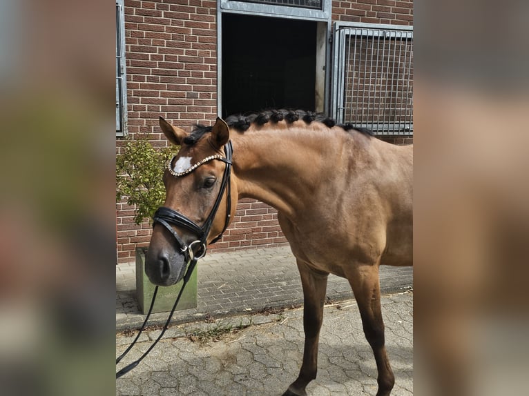 German Riding Pony Gelding 4 years 14.1 hh Dun in Krefeld