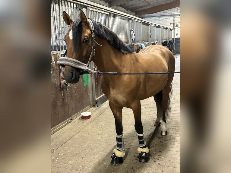 German Riding Pony Gelding 4 years 14.1 hh Dun in Krefeld