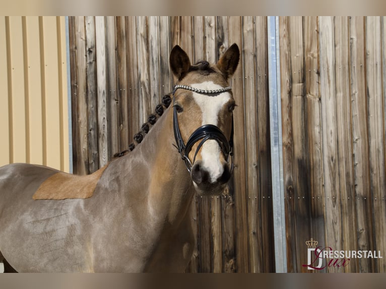 German Riding Pony Gelding 4 years 14.1 hh Dun in Höttingen