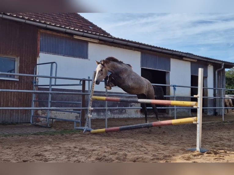 German Riding Pony Gelding 4 years 14,1 hh Gray in Eckersdorf