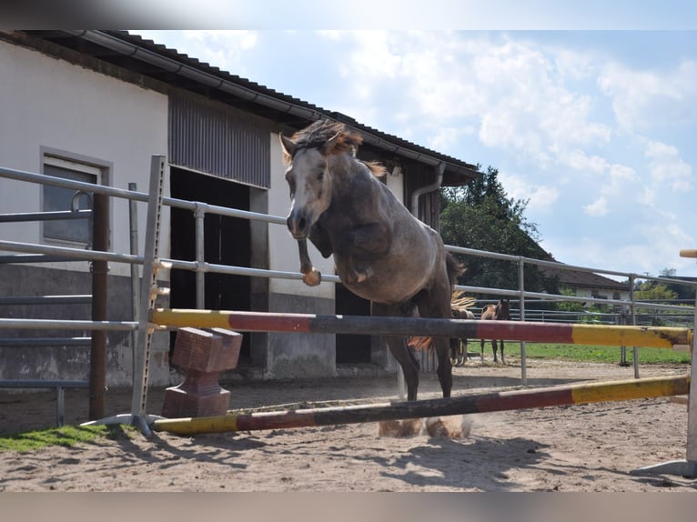 German Riding Pony Gelding 4 years 14,1 hh Gray in Eckersdorf