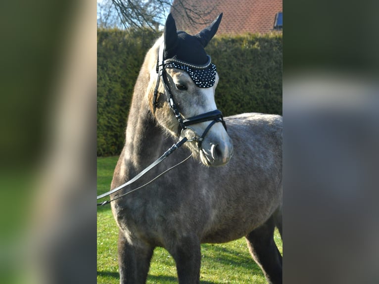 German Riding Pony Gelding 4 years 14,1 hh Gray in Eckersdorf