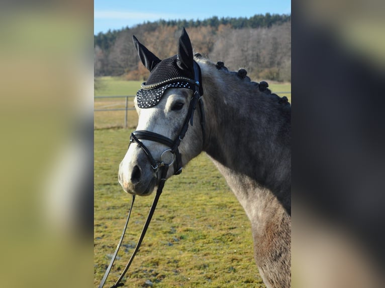 German Riding Pony Gelding 4 years 14,1 hh Gray in Eckersdorf