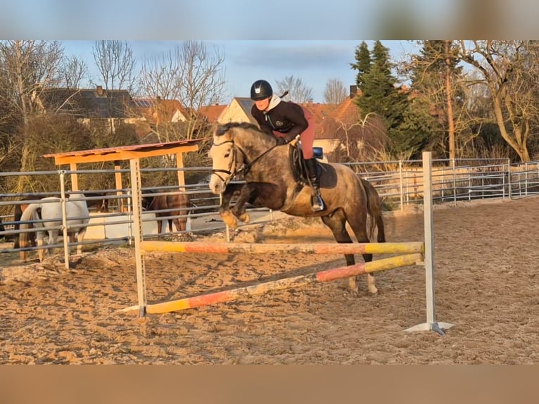 German Riding Pony Gelding 4 years 14,1 hh Gray in Eckersdorf