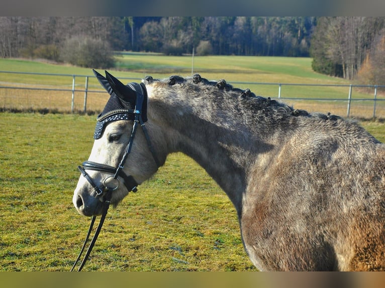 German Riding Pony Gelding 4 years 14,1 hh Gray in Eckersdorf