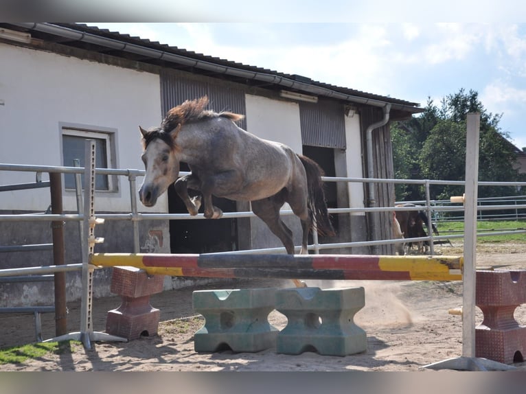 German Riding Pony Gelding 4 years 14,1 hh Gray in Eckersdorf