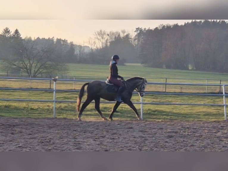 German Riding Pony Gelding 4 years 14,1 hh Gray in Eckersdorf