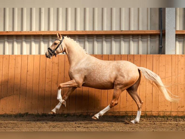 German Riding Pony Gelding 4 years 14.1 hh Palomino in Salzhausen