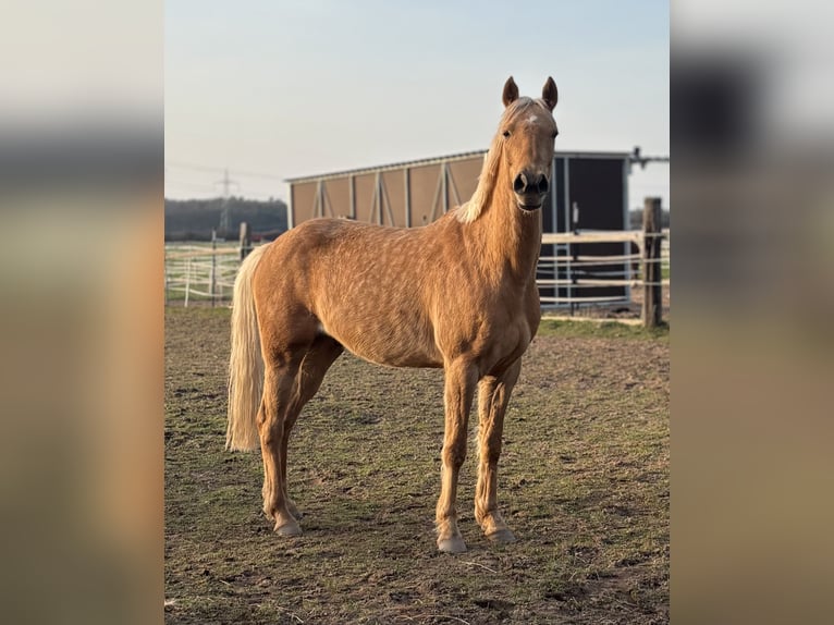 German Riding Pony Gelding 4 years 14.1 hh Palomino in Mömbris