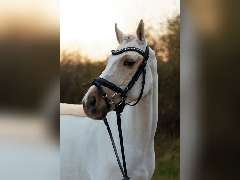 German Riding Pony Gelding 4 years 14,1 hh Palomino in Perl