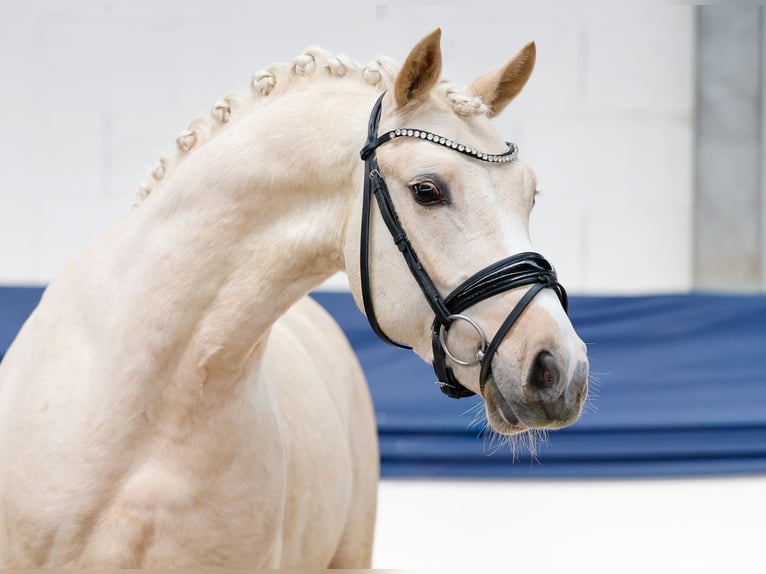 German Riding Pony Gelding 4 years 14.1 hh Palomino in Marsberg