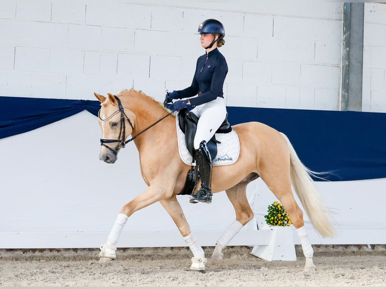 German Riding Pony Gelding 4 years 14.1 hh Palomino in Marsberg