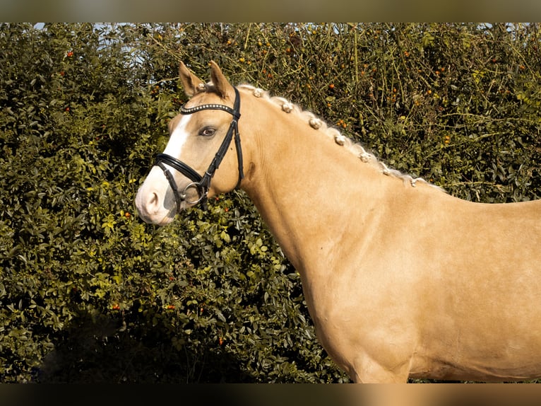 German Riding Pony Gelding 4 years 14,1 hh Palomino in Empfingen