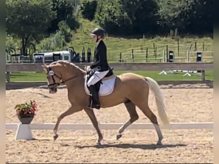 German Riding Pony Gelding 4 years 14,1 hh Palomino in Empfingen