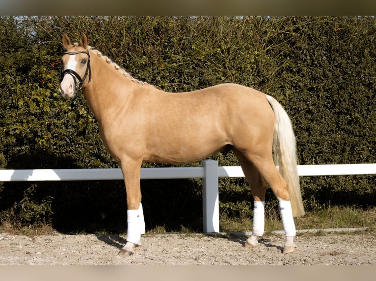 German Riding Pony Gelding 4 years 14,1 hh Palomino in Empfingen