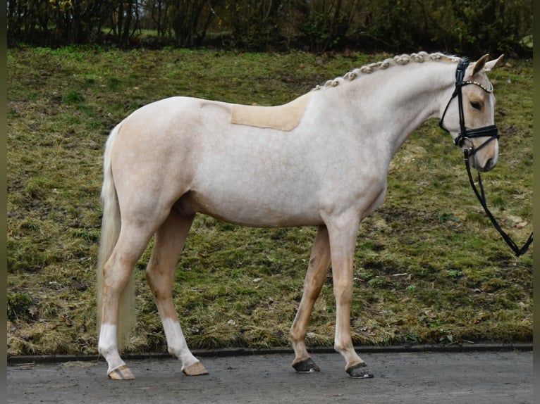 German Riding Pony Gelding 4 years 14.1 hh Palomino in Fürstenau