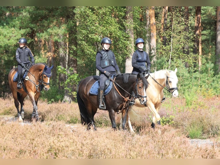 German Riding Pony Gelding 4 years 14.1 hh Palomino in Stuhr