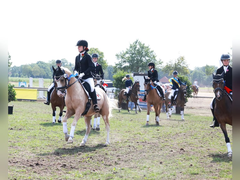 German Riding Pony Gelding 4 years 14.1 hh Palomino in Stuhr