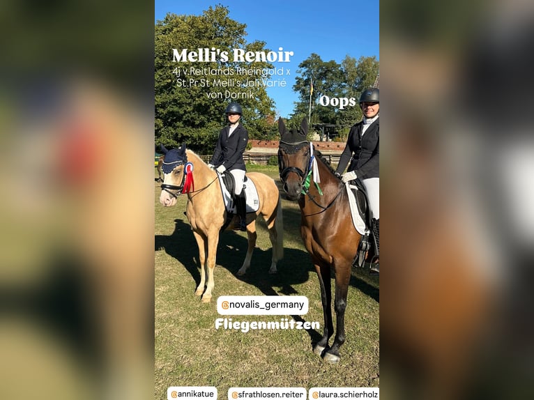 German Riding Pony Gelding 4 years 14.1 hh Palomino in Stuhr