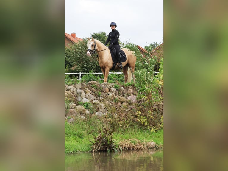 German Riding Pony Gelding 4 years 14.1 hh Palomino in Stuhr