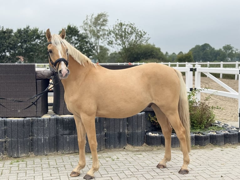 German Riding Pony Gelding 4 years 14.1 hh Palomino in Wangerland HohenkircheN
