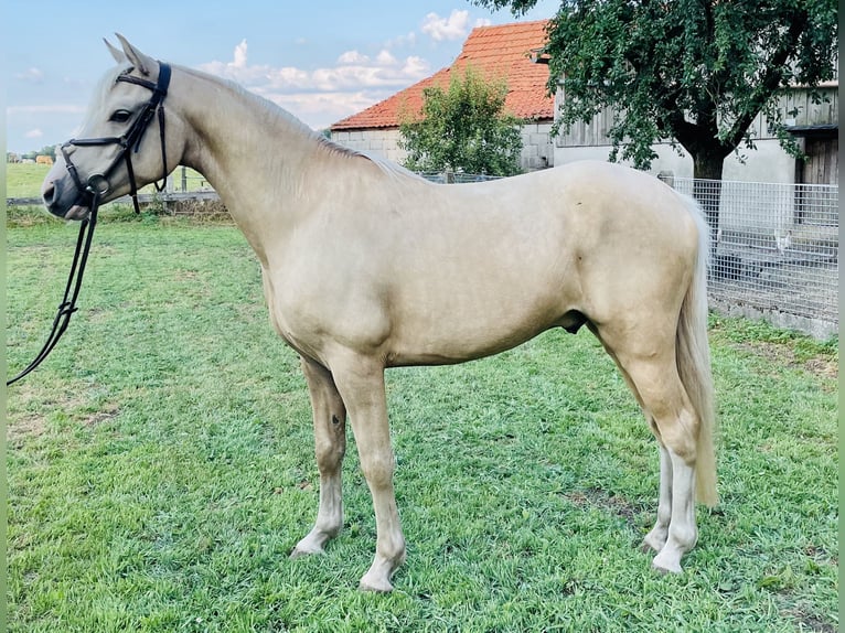 German Riding Pony Gelding 4 years 14.1 hh Palomino in Hopsten