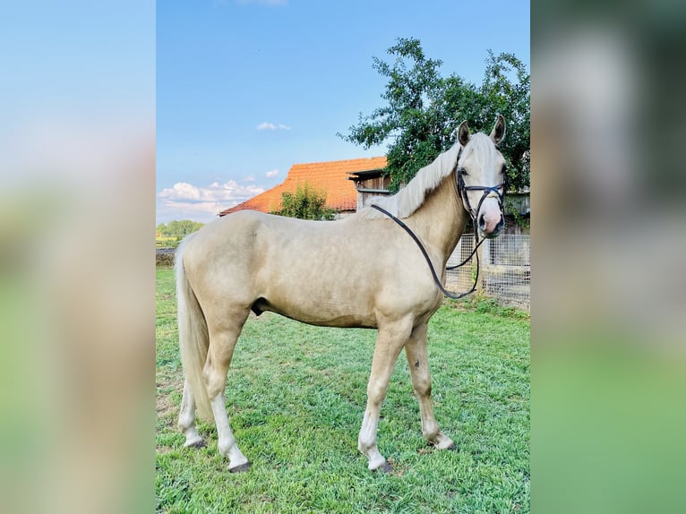 German Riding Pony Gelding 4 years 14.1 hh Palomino in Hopsten