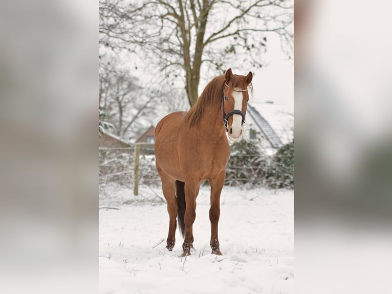 German Riding Pony Gelding 4 years 14,1 hh Red Dun in Armstedt