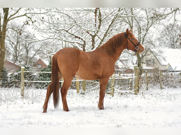 German Riding Pony Gelding 4 years 14,1 hh Red Dun in Armstedt