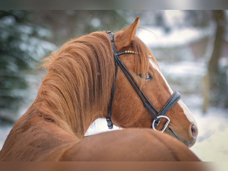 German Riding Pony Gelding 4 years 14,1 hh Red Dun in Armstedt