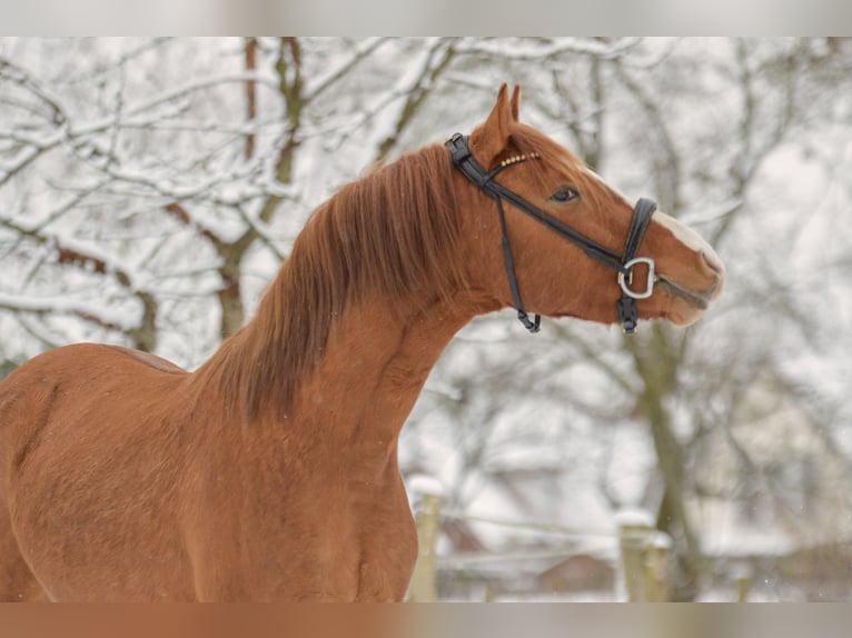 German Riding Pony Gelding 4 years 14,1 hh Red Dun in Armstedt