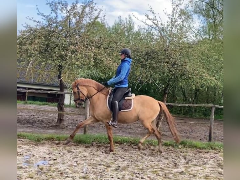 German Riding Pony Gelding 4 years 14,1 hh Red Dun in Thalfang