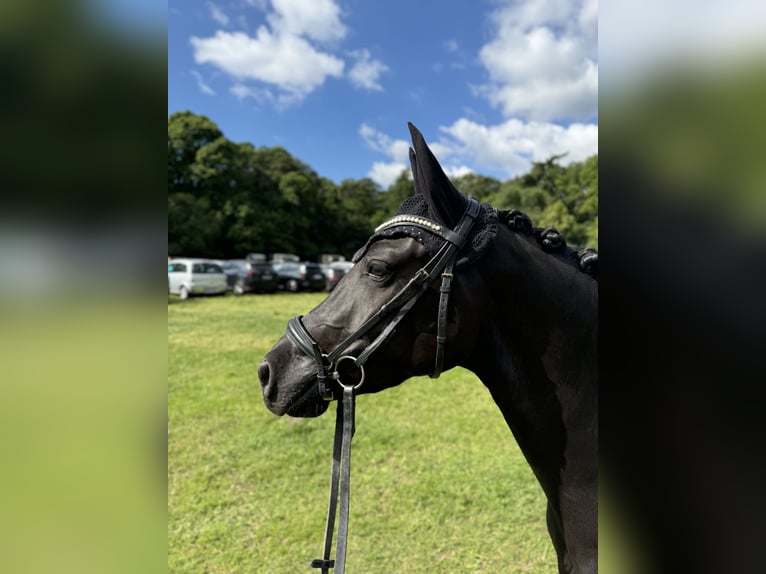 German Riding Pony Gelding 4 years 14,1 hh Smoky-Black in Dortmund