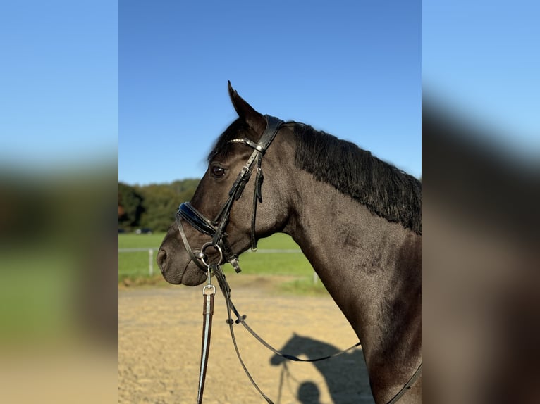 German Riding Pony Gelding 4 years 14,1 hh Smoky-Black in Dortmund