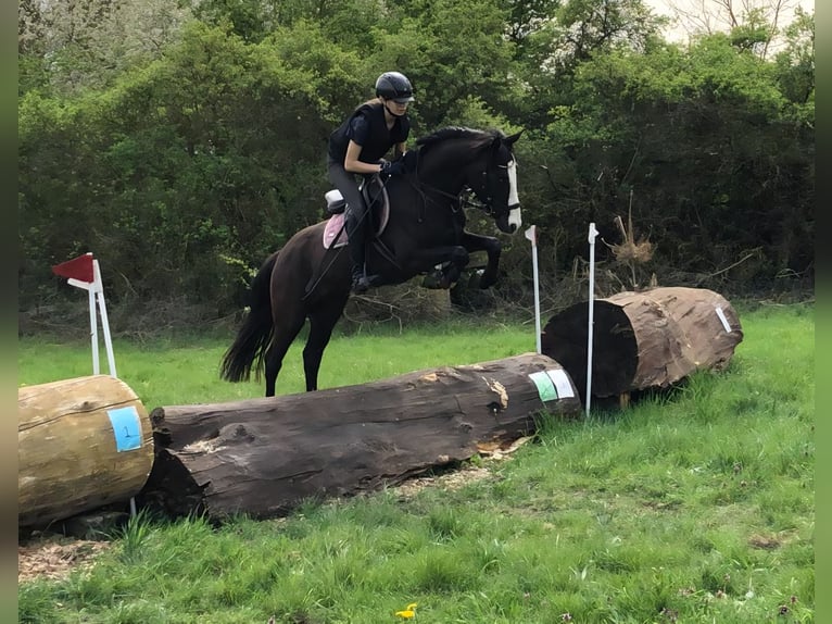 German Riding Pony Gelding 4 years 14.1 hh Smoky-Black in Bülstringen