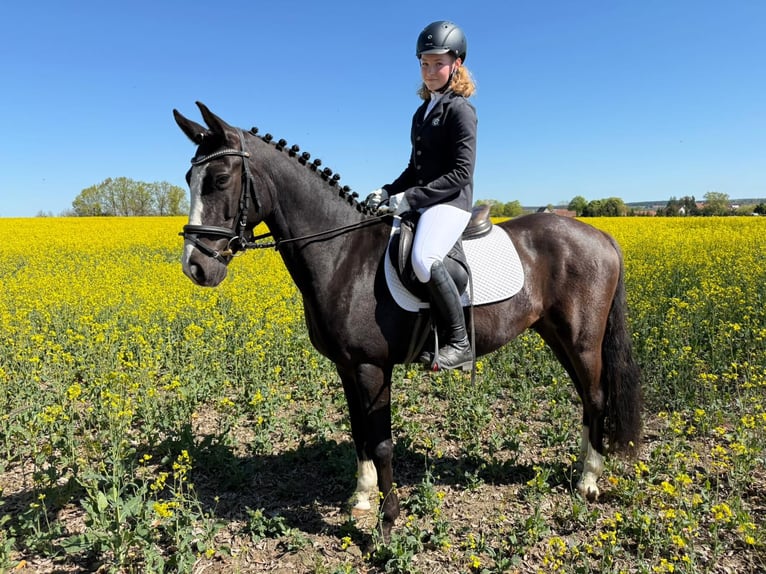 German Riding Pony Gelding 4 years 14.1 hh Smoky-Black in Bülstringen