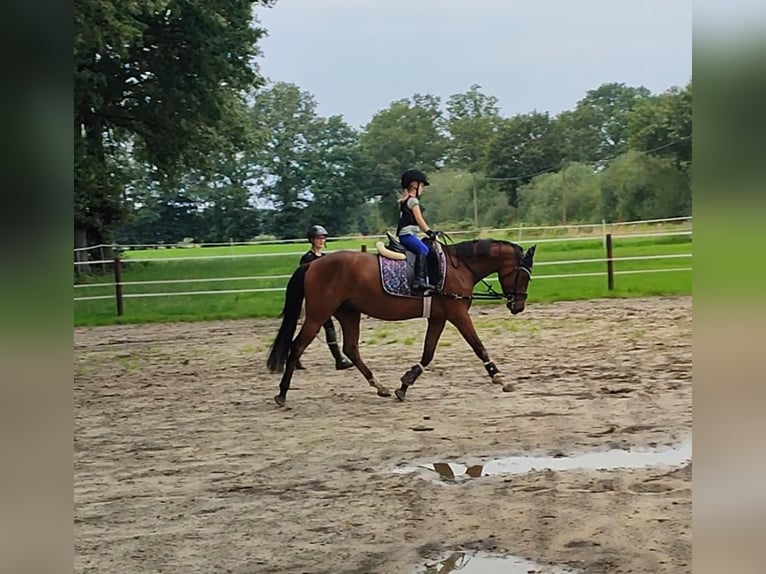 German Riding Pony Gelding 4 years 14,2 hh Bay-Dark in Wettringen