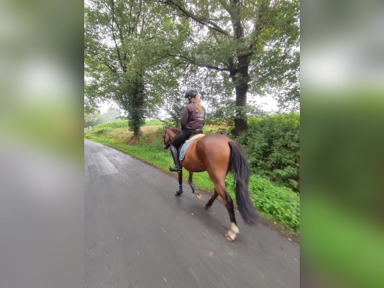 German Riding Pony Gelding 4 years 14,2 hh Bay-Dark in Wettringen