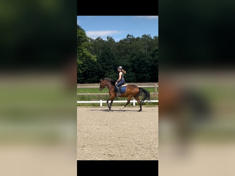 German Riding Pony Gelding 4 years 14,2 hh Bay-Dark in Wettringen