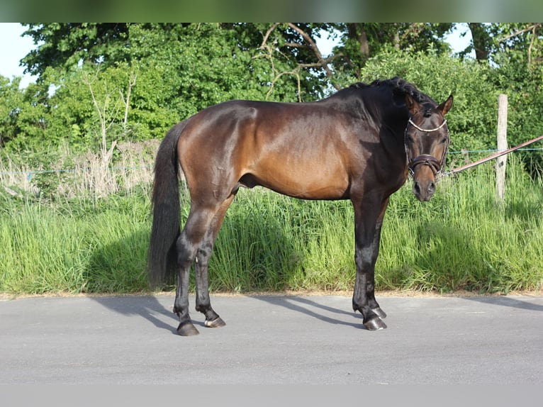 German Riding Pony Gelding 4 years 14,2 hh Bay-Dark in Trebbin