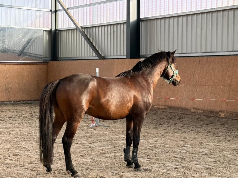 German Riding Pony Gelding 4 years 14,2 hh Bay-Dark in Trebbin