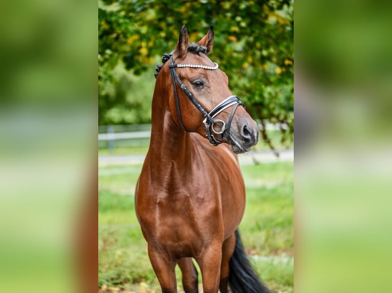 German Riding Pony Gelding 4 years 14.2 hh Brown in Kilchberg ZH