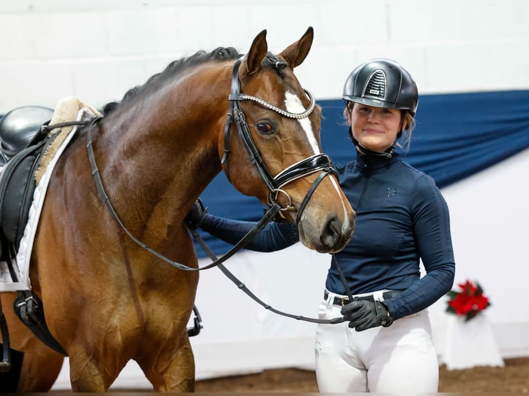 German Riding Pony Gelding 4 years 14,2 hh Brown in Marsberg