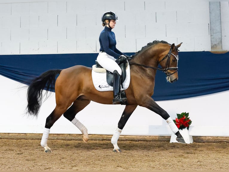 German Riding Pony Gelding 4 years 14,2 hh Brown in Marsberg