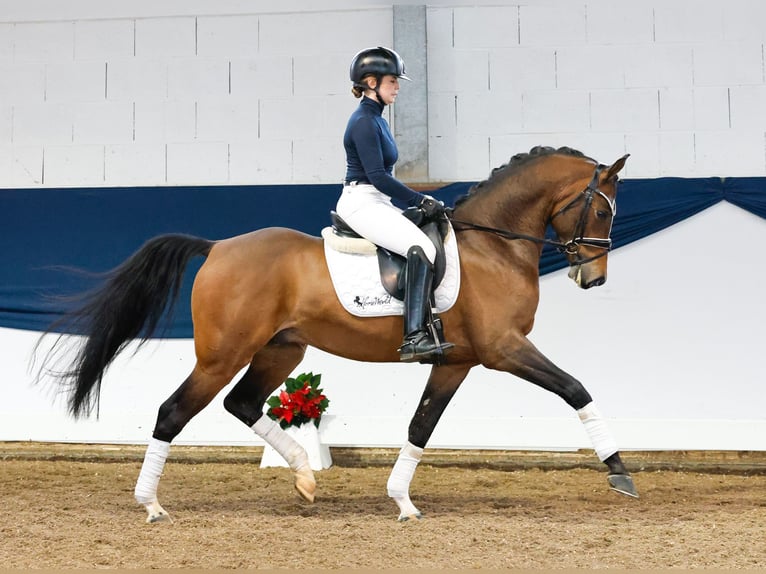 German Riding Pony Gelding 4 years 14,2 hh Brown in Marsberg