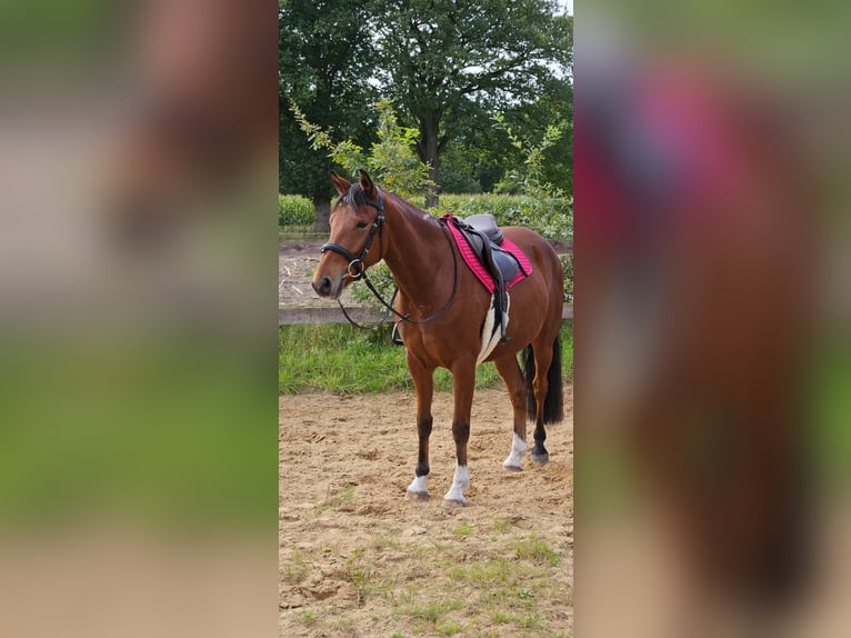German Riding Pony Gelding 4 years 14.2 hh Brown in Rhauderfehn